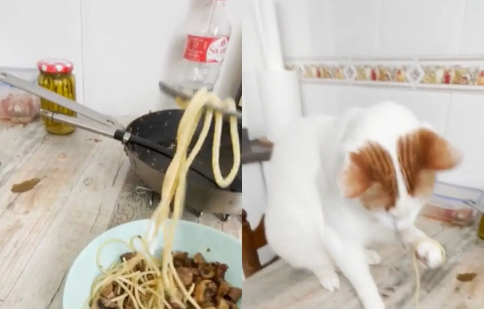Как отучить кошку лазить на стол и воровать еду
