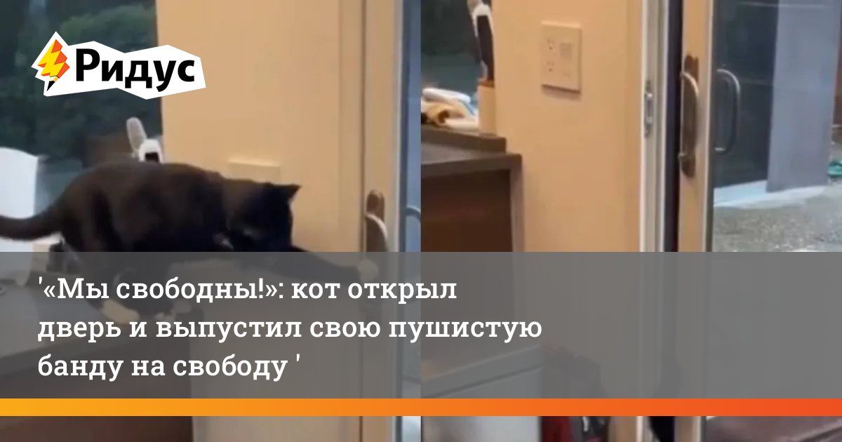 У кота нет стула 2 дня