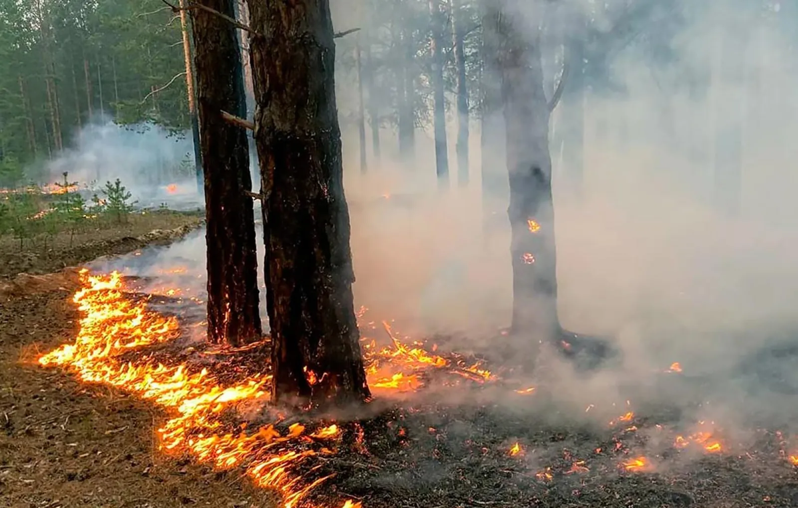 В Якутии введён режим ЧС федерального характера из-за лесных пожаров
