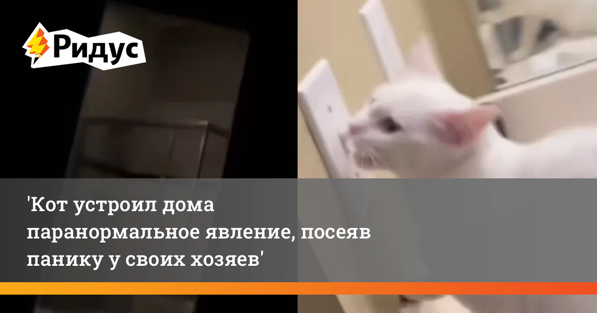 Кот паранормальное явление