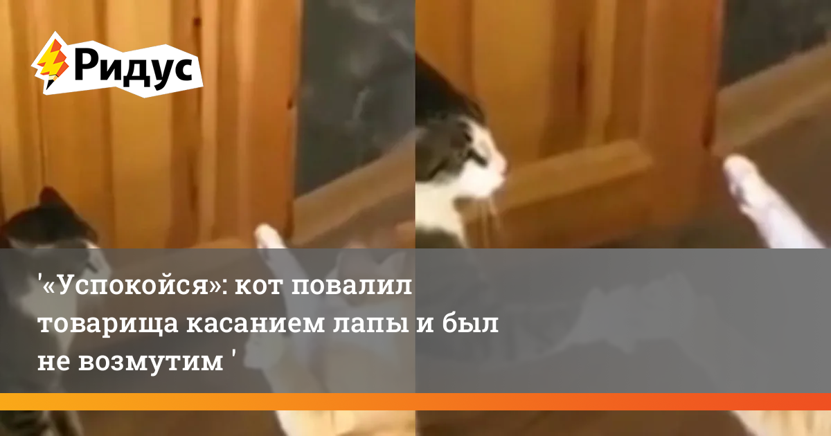 У кота нет стула 2 дня