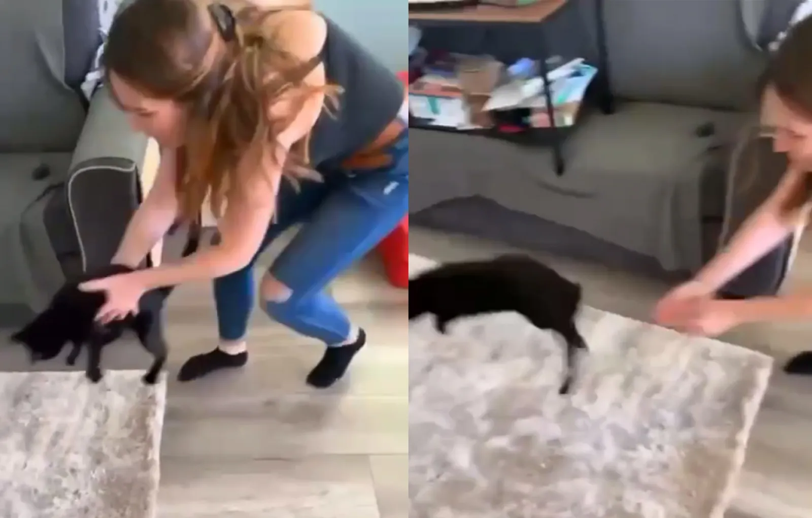 Как вытащить кота из под дивана если он боится