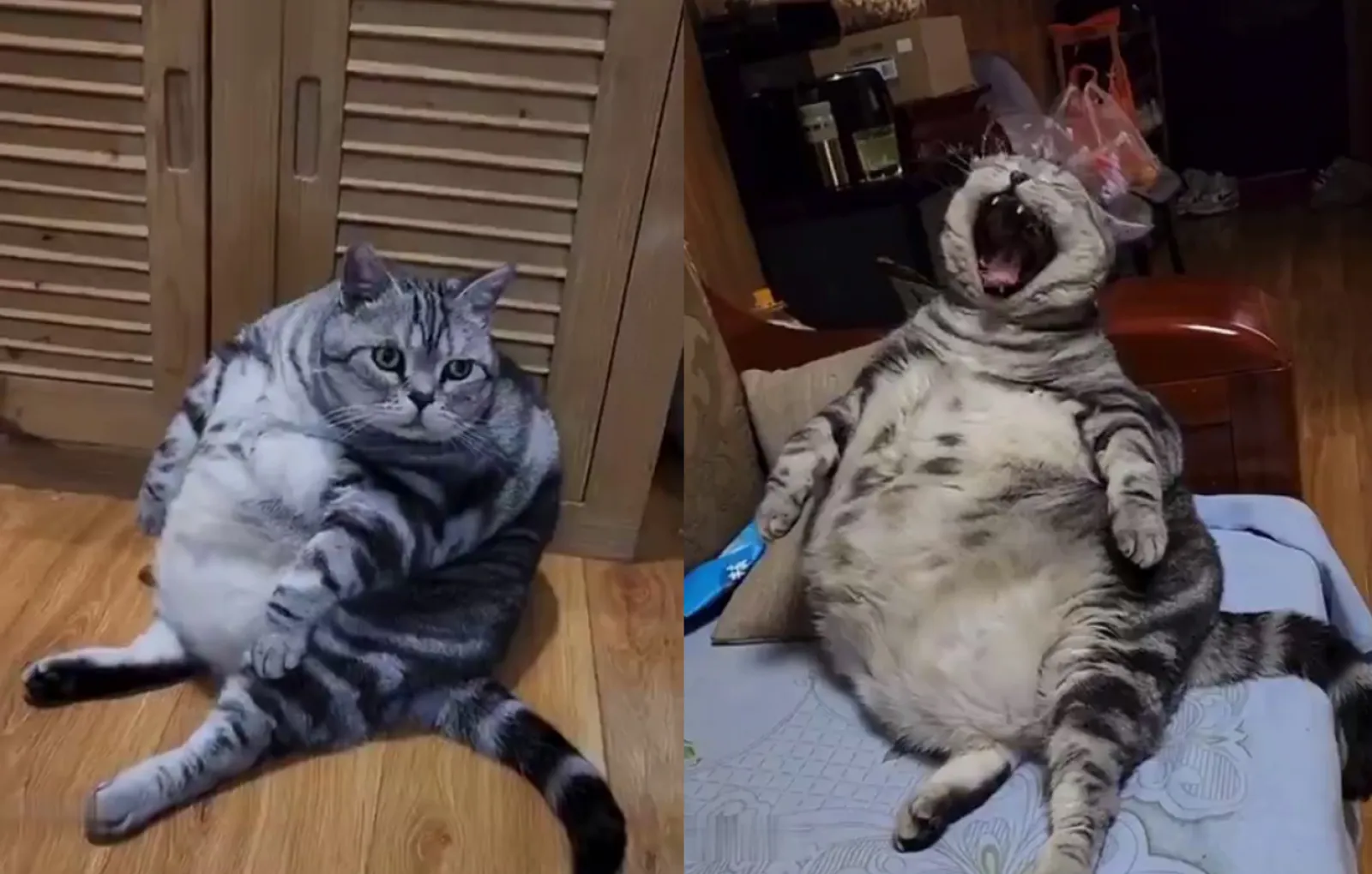 Кот толстопуз