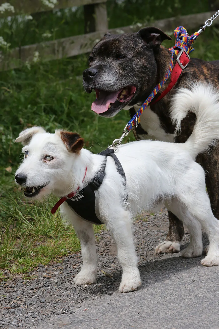 Обе собаки старшего возраста, и ни одна из них не любит разлуки. Сотрудники Stray Aid говорят, что собаки на самом деле становятся взволнованными и беспокойными.