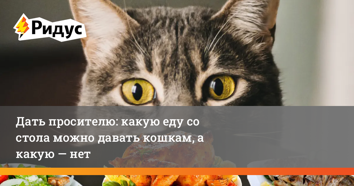 Можно ли давать котам еду со стола