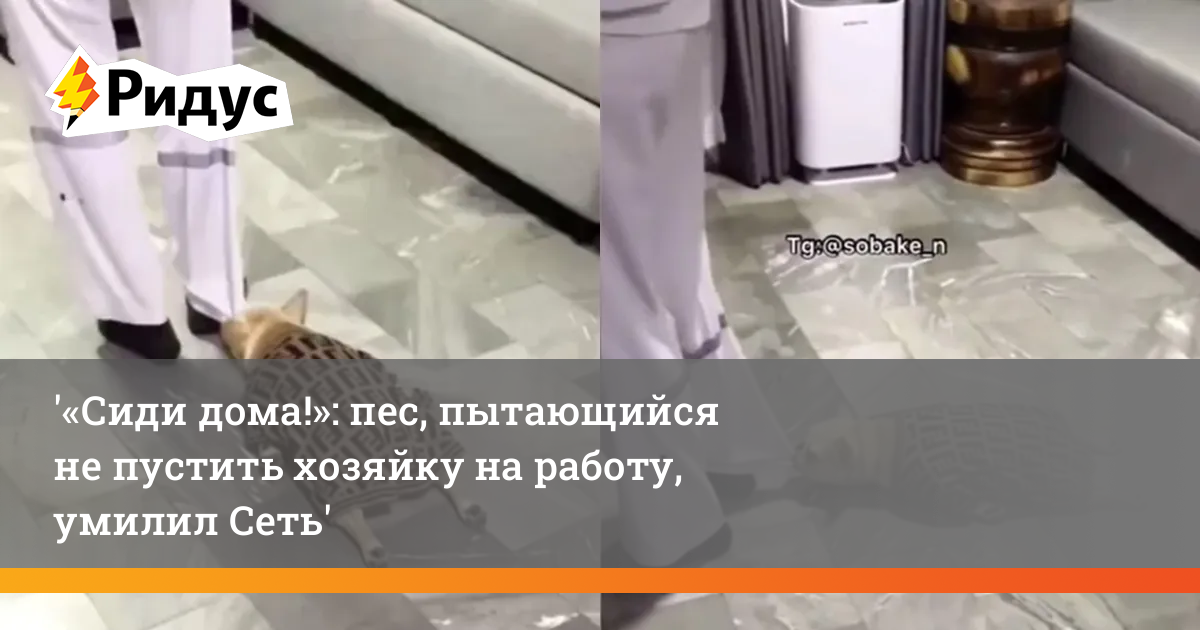 «Сиди дома!»: пес, пытающийся не пустить хозяйку на работу, умилилСеть