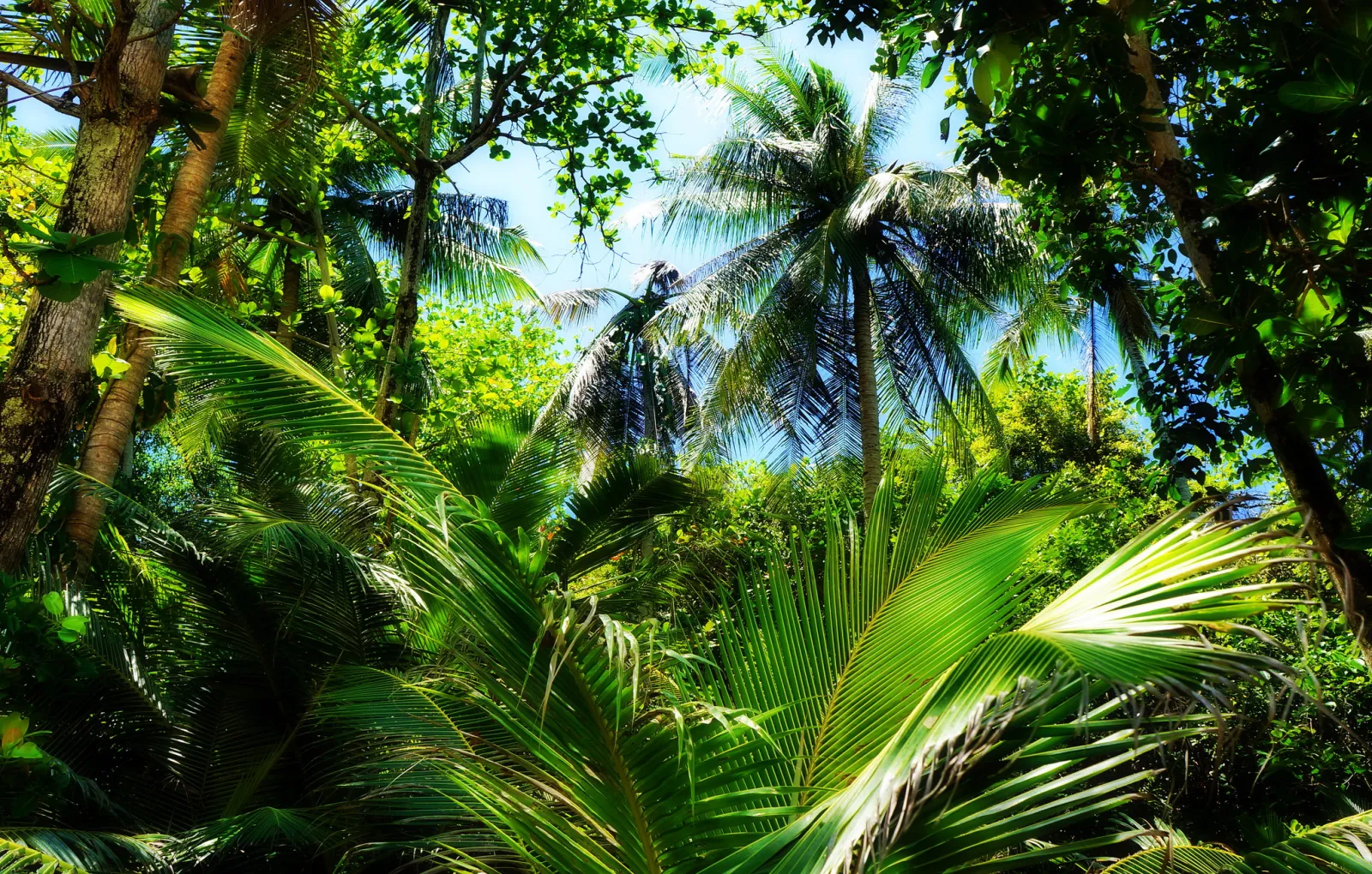 Пальмы тропического леса