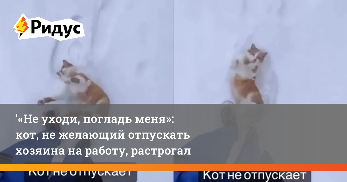 «Не уходи, погладь меня»: кот, не желающий отпускать хозяина на работу