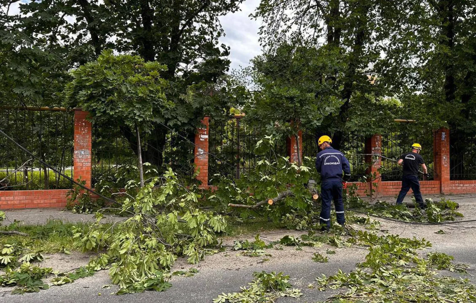 Ветер в Краснодаре повалил 48 деревьев, повредил 2 крыши и фасад здания