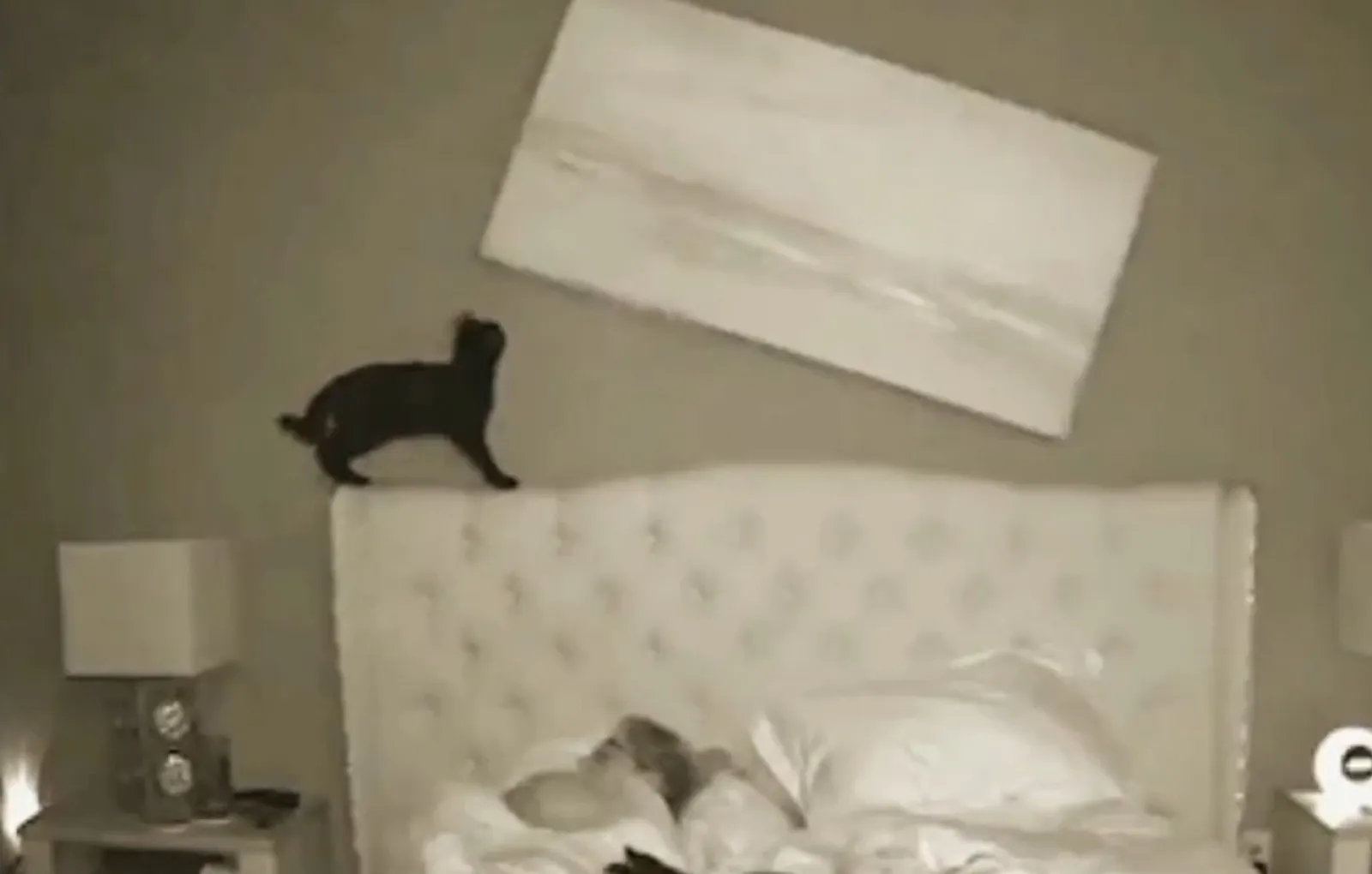 Как наказать кота если он нагадил в кровать