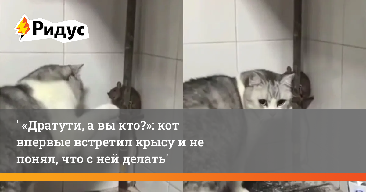 Как мы с котом крысу ловили в туалете