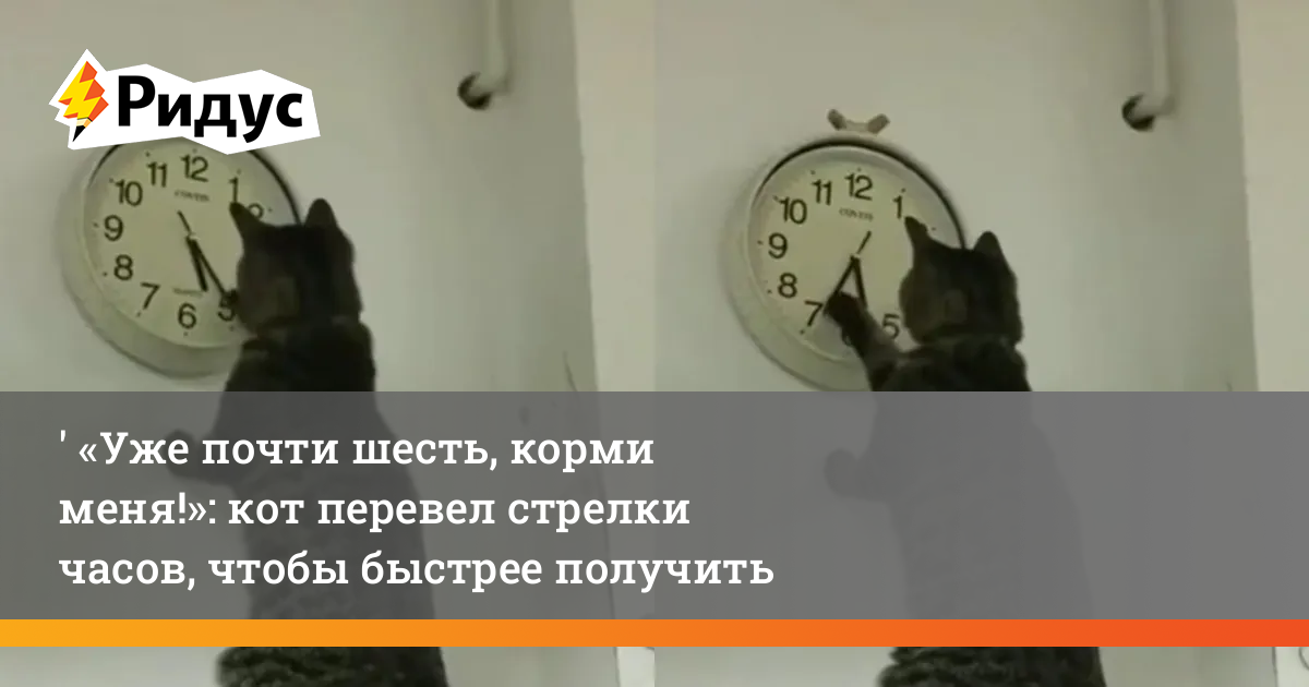 Переведи кота