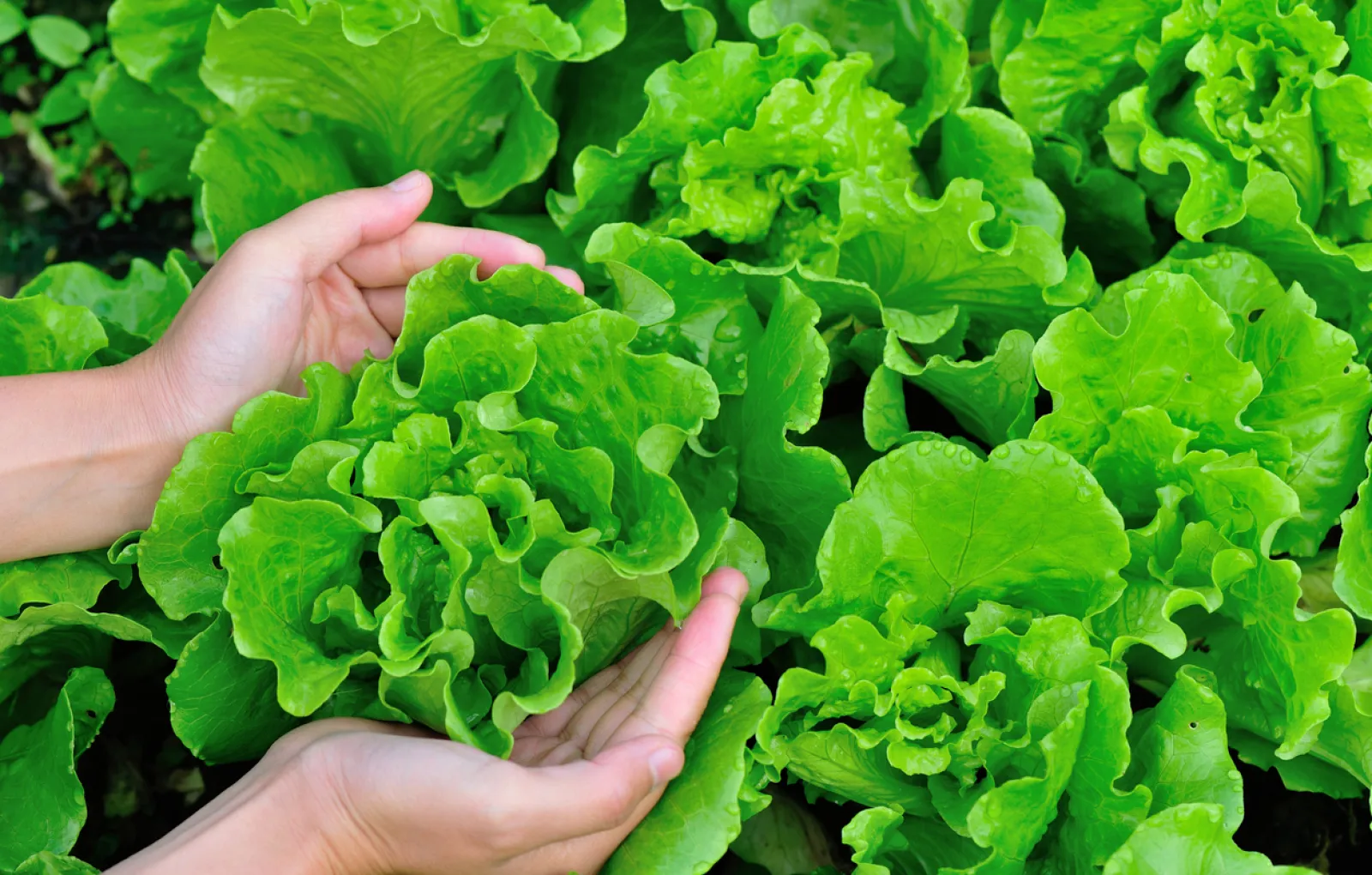 Se puede comer la lechuga cocida